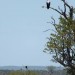 African Fish Eagle thumbnail