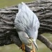 African Green-backed Heron (photo courtesy Jessica) thumbnail