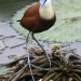 African Jacana (photo courtesy Jessica) thumbnail