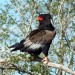 Bateleur thumbnail