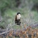 Burchell's Coucal (photo courtesy Jessica) thumbnail