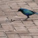 Cape Glossy Starling (photo courtesy Jessica) thumbnail