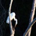 Egret thumbnail