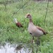 Egyptian Goose thumbnail