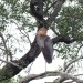 Goliath Heron thumbnail