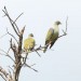 Green Doves thumbnail