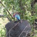 Guinea Fowl thumbnail
