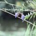 Malachite Kingfisher (photo courtesy Jessica) thumbnail