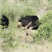 Ostrich thumbnail