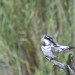 Pied Kingfisher (photo courtesy Jessica) thumbnail