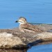 Plover thumbnail