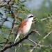 Red-backed Shrike thumbnail