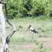 Saddle-billed Stork thumbnail