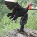 Southern Ground Hornbill (photo courtesy Jessica) thumbnail