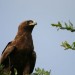 Tawny Eagle-2 thumbnail