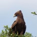 Tawny Eagle thumbnail