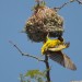 Weaver Bird-2 thumbnail