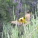 Weaver Bird thumbnail