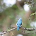 Woodland Kingfisher (photo courtesy Jessica) thumbnail