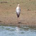 Yellow-billed Stork thumbnail