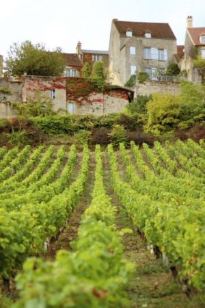 Vineyards in Vézelay