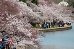 Crowds around the Tidal Basin
