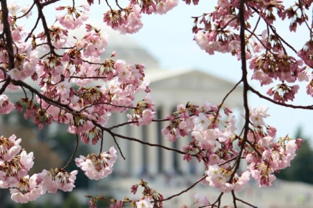 Spring in Washington