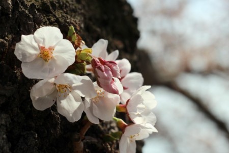 Blossoms on an old trunk