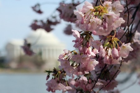National Cherry Blossom Festival