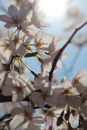 Blossom closeup