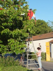 Monsieur on the step-ladder