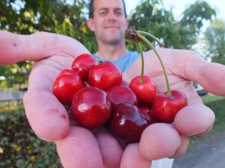 Fresh cherries