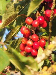 LOTS of cherries
