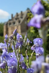 Flowers in Châtillon-en-Bazois